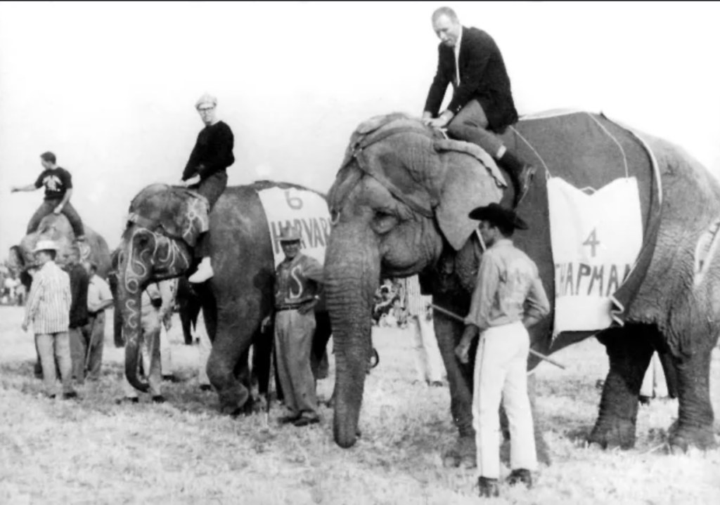 Elephants from the original collegiate elephant races line up